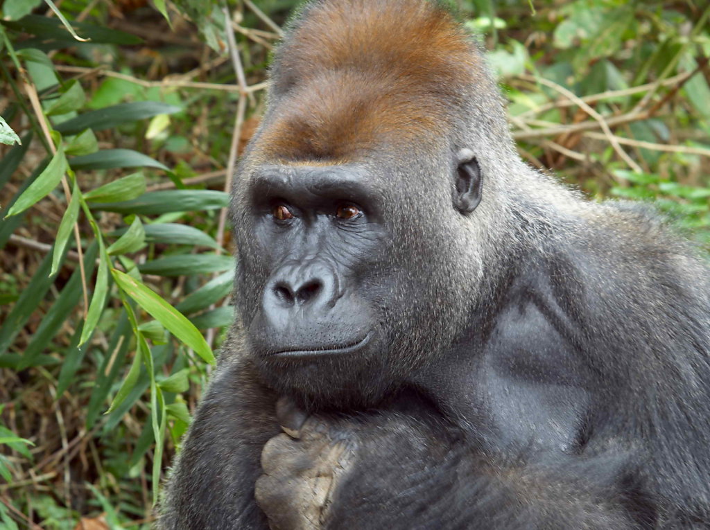 Gorilla