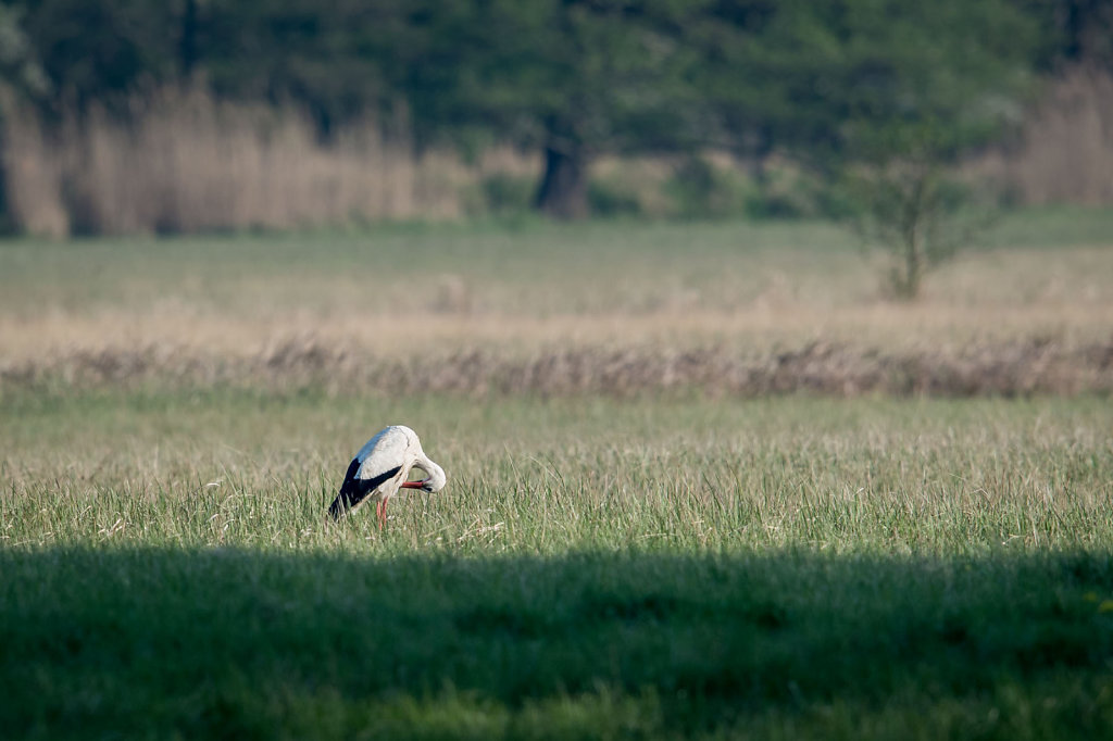 Kuehkopf-Birds-9-von-9.jpg