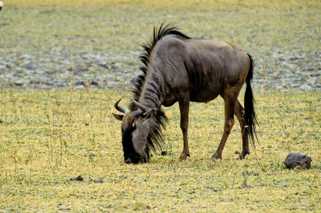 Botswana-Safari-006.jpg