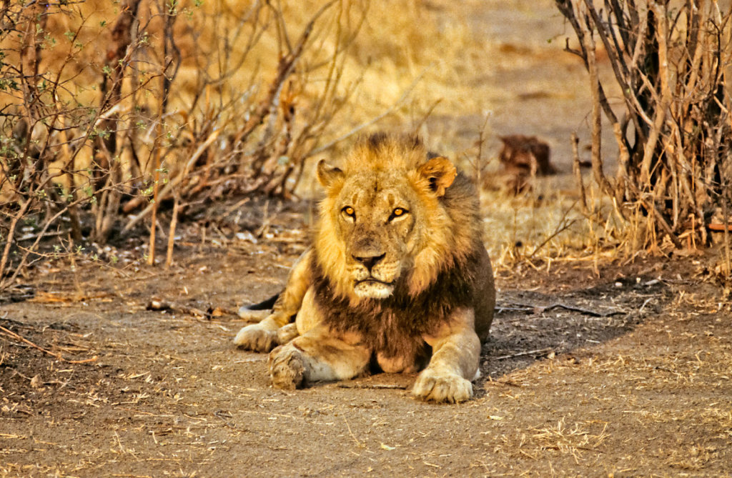 Botswana-Safari-031.jpg