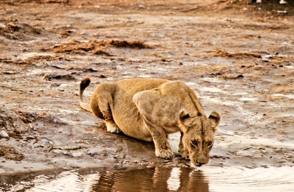 Botswana-Safari-032.jpg