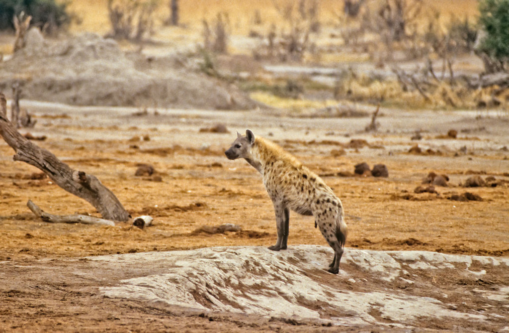 Botswana-Safari-033.jpg