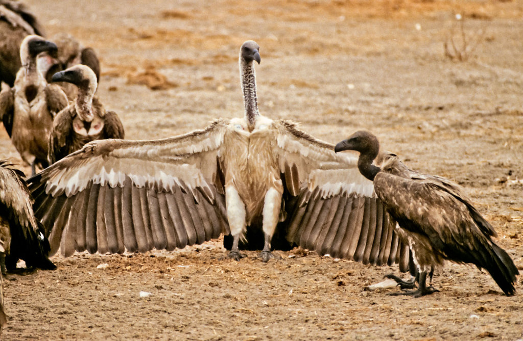 Botswana-Safari-034.jpg