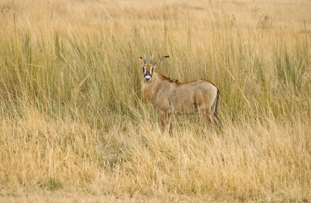 Botswana-Safari-035.jpg