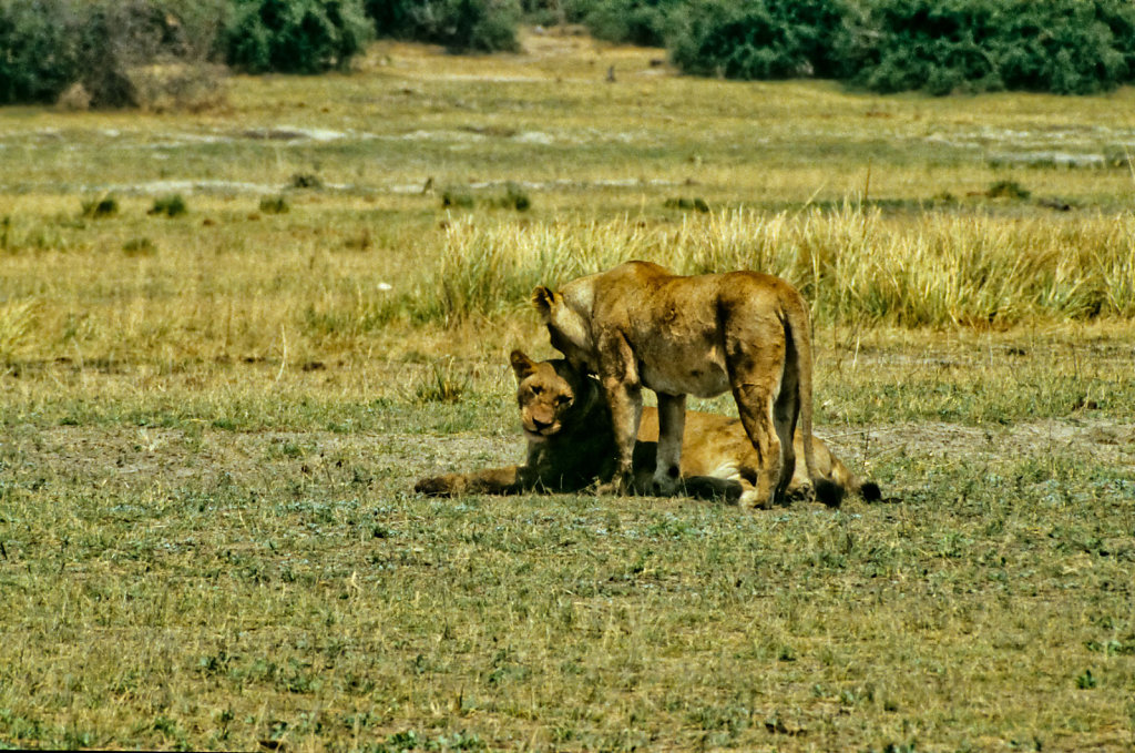 Botswana-Safari-003.jpg