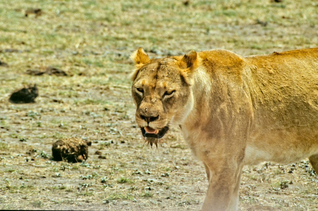 Botswana-Safari-004.jpg