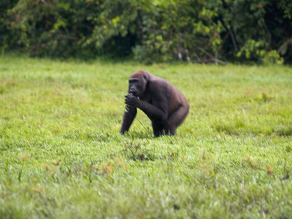 Congo-0124-03112005-06-50-36.jpg