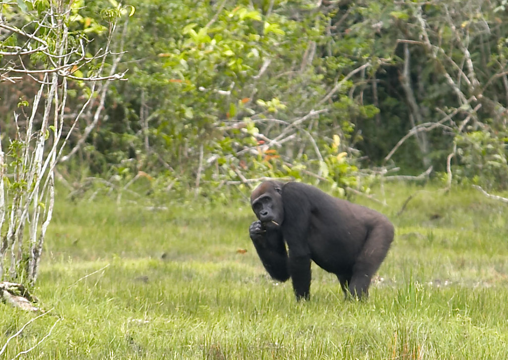 Congo-0159-03112005-11-39-56-1.jpg