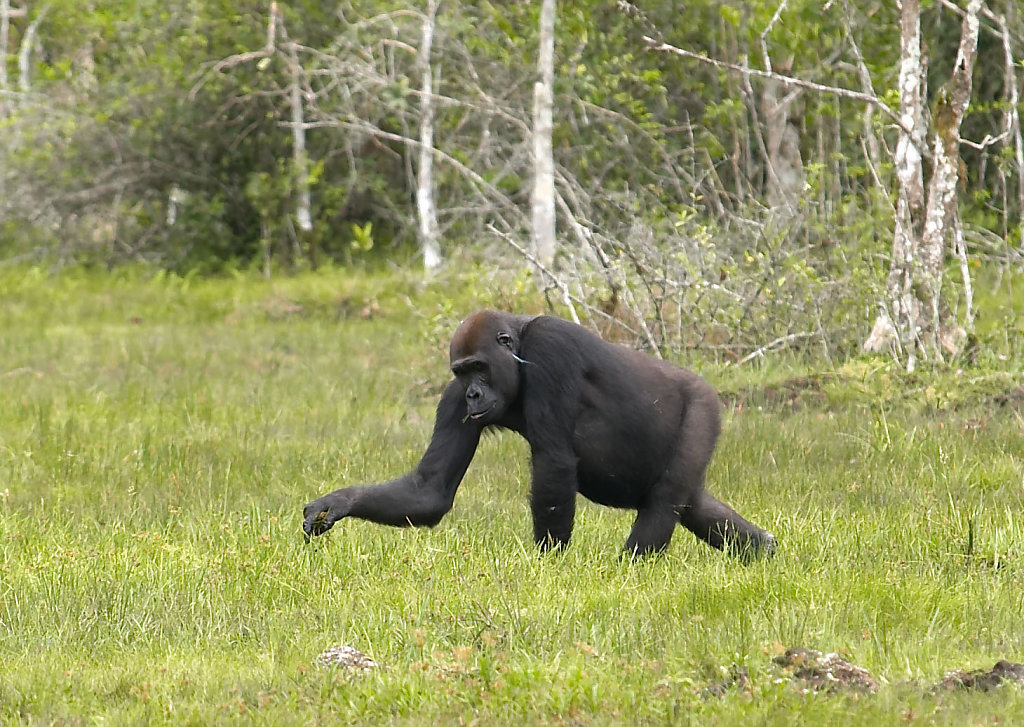 Congo-0169-03112005-11-46-58-1.jpg