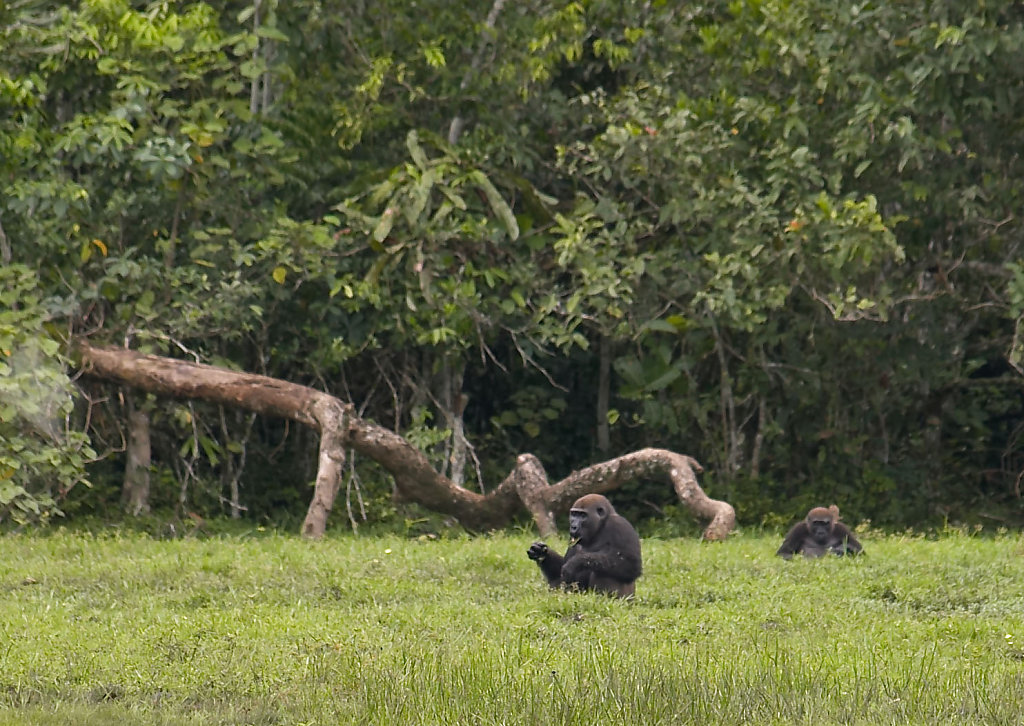 Congo-0175-03112005-11-58-10-1.jpg