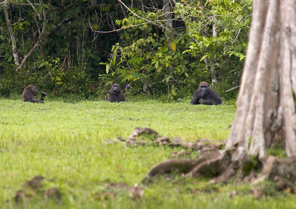 Congo-0184-03112005-13-18-10-1.jpg