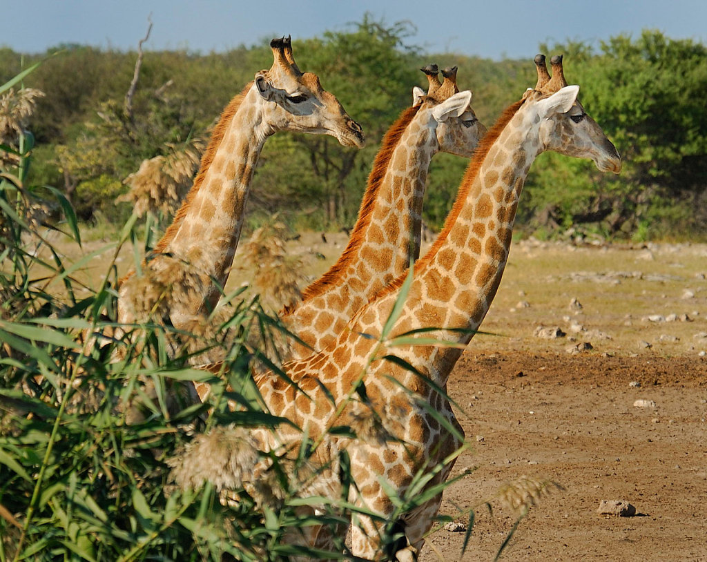 Namibia-27042007-03-10-37-D200-200427-p1.jpg