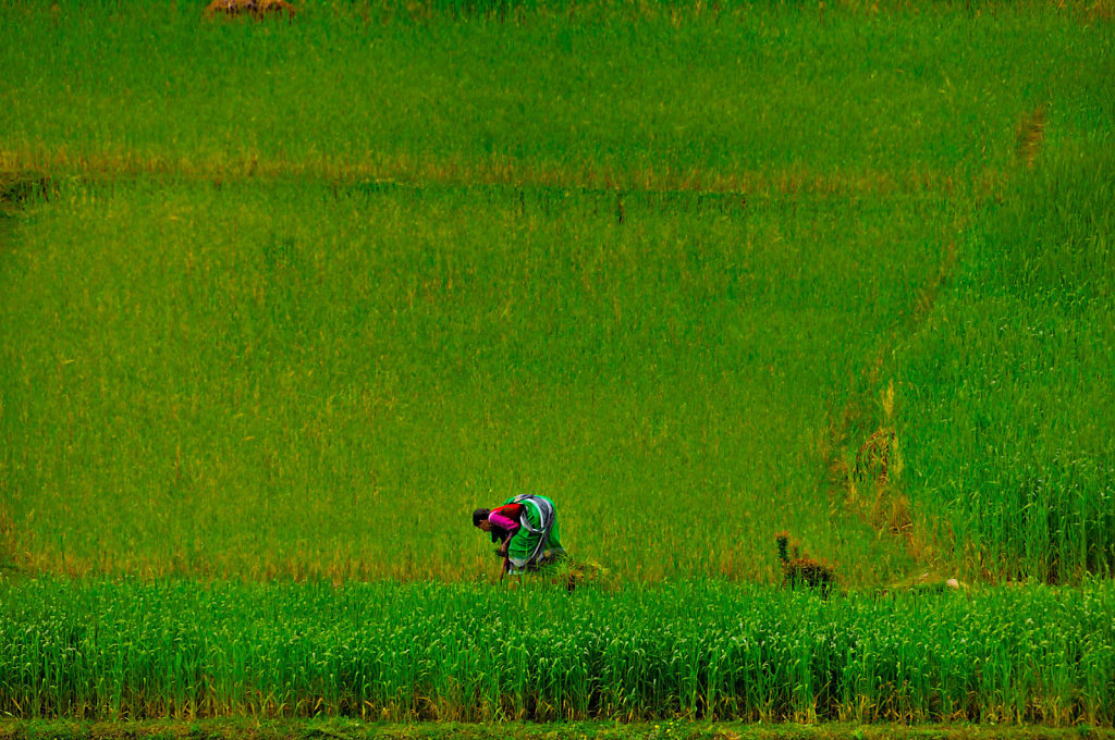 rice field